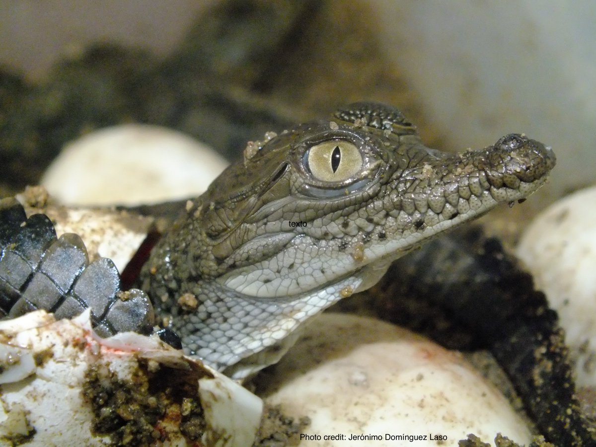 Genomic and environmental insights and conservation challenges for two hybridizing iconic #crocodile species across Mexico - #OpenAccess …lpublications.onlinelibrary.wiley.com/doi/10.1111/ac… @WileyEcolEvol Photo credit: J. Domínguez-Laso