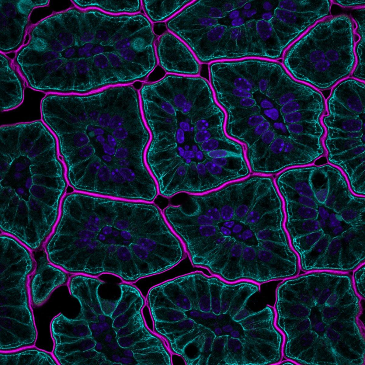 STEMCELL Technologies tweet media