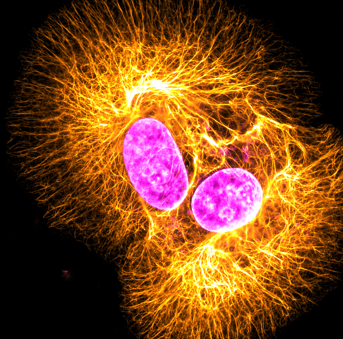 STEMCELL Technologies tweet media