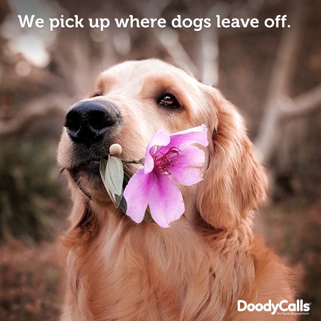 We offer easy, convenient, and affordable poop cleanup services. We're also available year-round and offer many frequency packages to fit our clients' needs. Please give us a call at (816) 296-9763 to get started.  doodycalls.com/kansas-city/?u… #doodycalls #dogpoop