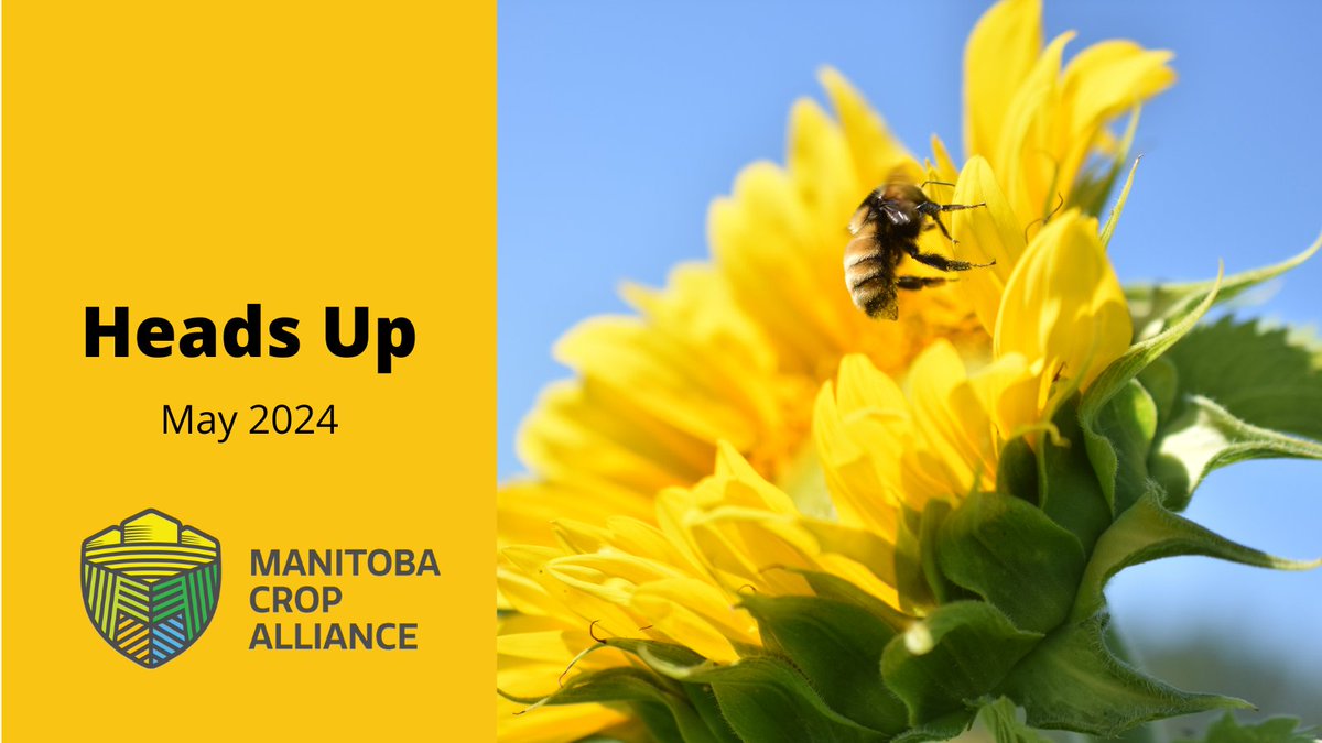 The May edition of Heads Up is now available! Read it here: ow.ly/g6xS50RpG06 #cdnag #westcdnag #MbAg #MBFarms