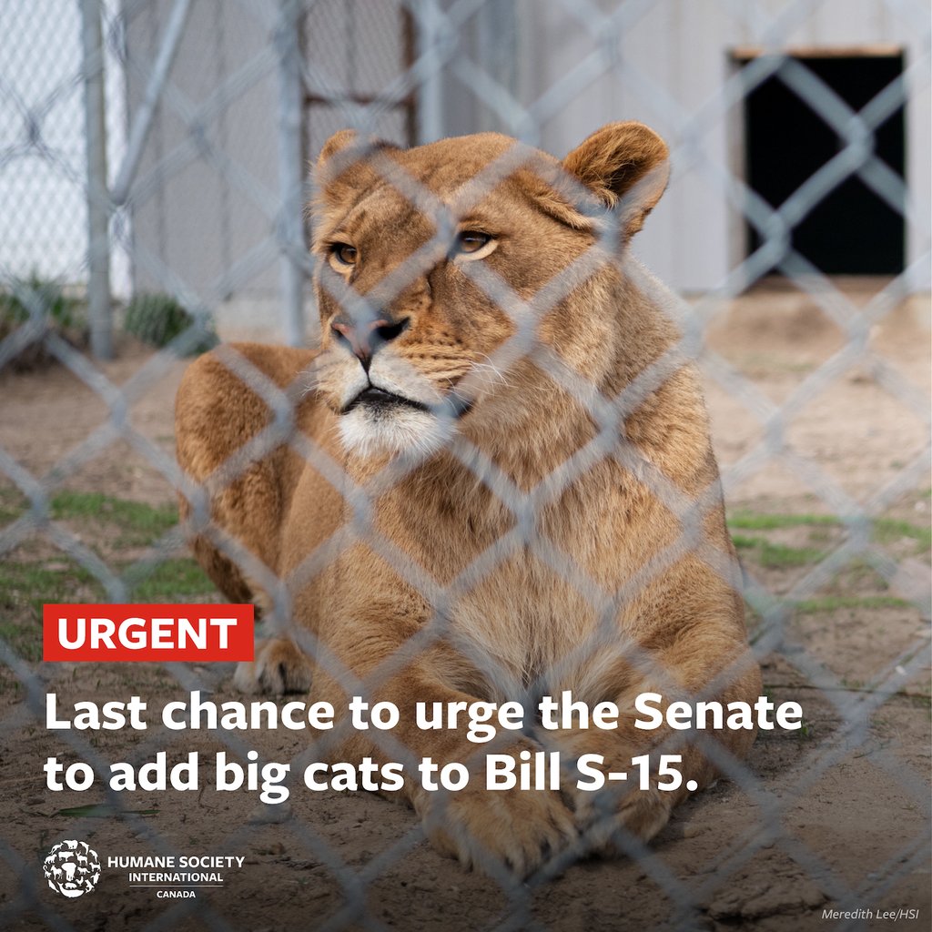 URGENT: Help us keep big cats out of captivity! 🚨 Right now, @SenateCA is considering amendments to Bill S-15 that would end the captivity of non-native big cats like lions and tigers for entertainment in Canada. It's our LAST CHANCE to take action: bit.ly/WildlifeCaptiv…