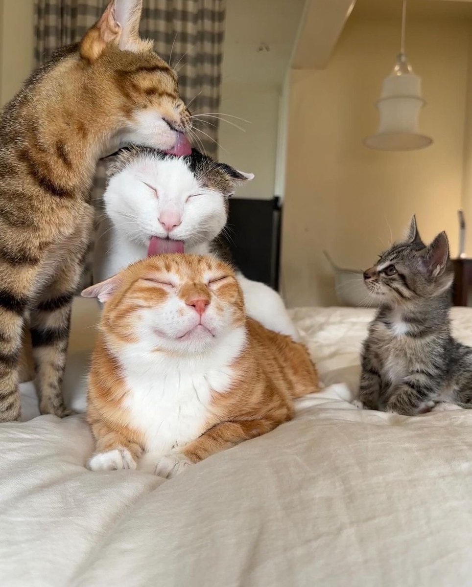 This is how cats share their braincells
