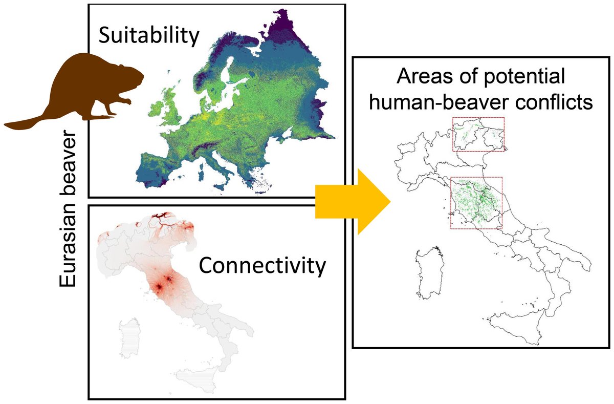 Environmental suitability and potential range expansion of the Eurasian beaver in Italy - #OpenAccess …lpublications.onlinelibrary.wiley.com/doi/10.1111/ac… @WileyEcolEvol #rewilding #reintroductions