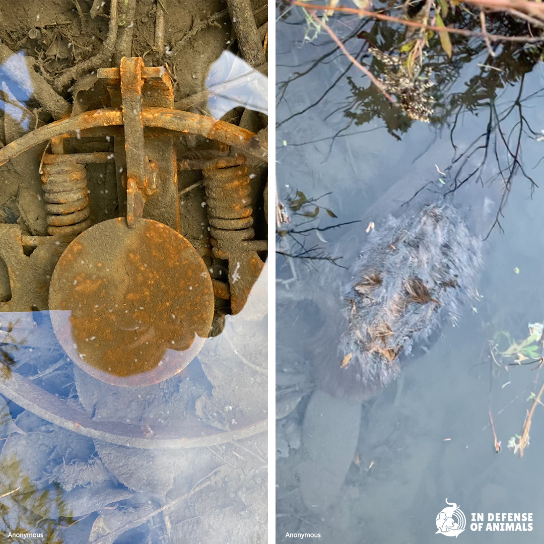 #Beavers are the 2nd most commonly trapped animal & are killed in a horrific way. Traps are set underwater, & kill beavers by eventually drowning them after painfully crushing their limbs in leghold or body-gripping traps. Save a family in Vermont: bit.ly/3Wxt71v