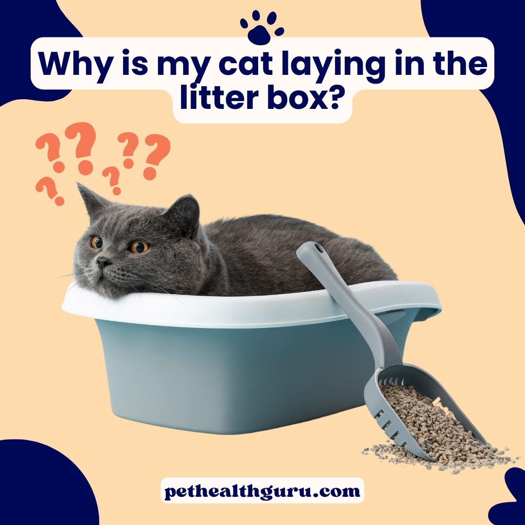 'Ever caught your kitty cozied up in their litter box? 🐾😺 There's more to this quirky behavior than meets the eye! Dive into our blog to uncover the reasons behind this behavior. 

Find out more: ow.ly/eYX050Rzkob

 #CatHealth #CatBehavior #PetCareTips'