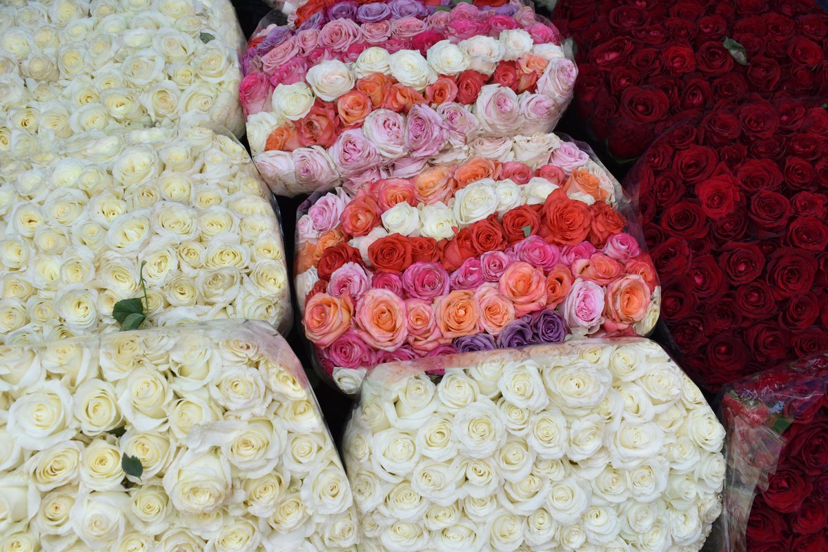 🌹¡Los mejores precios para el #DíaDeLaMadre! | En nuestro Mercado de Flores y Hortalizas, encontrarás justo lo que necesitas: 6 docenas de rosas por $200. 👩‍👧🩷¡Visítanos y descubre toda la diversidad que hay!