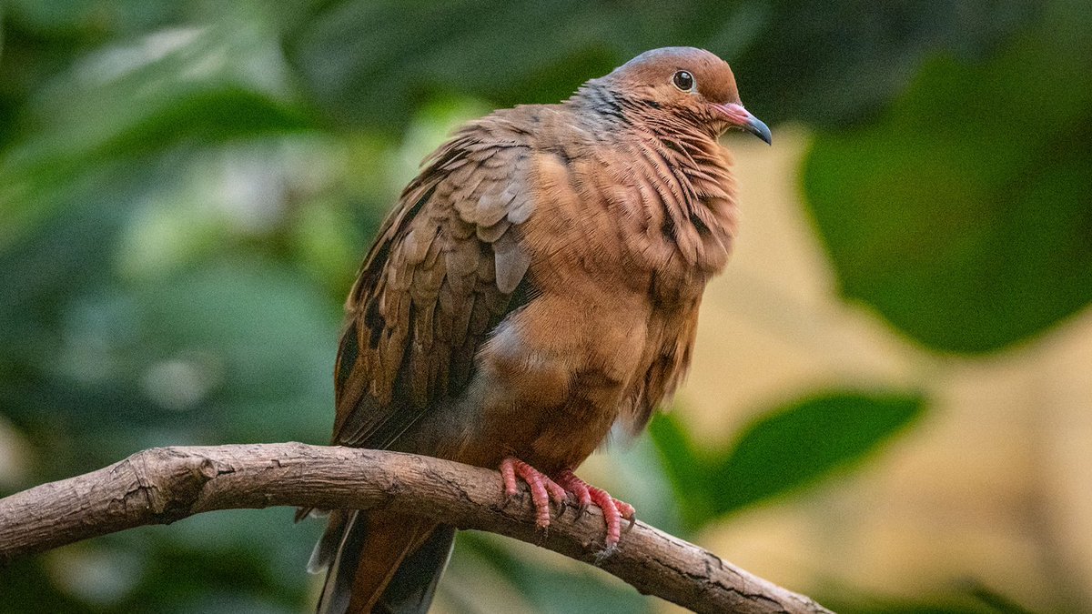 Say hello to the rarest bird at London Zoo 🪶 Socorro doves disappeared from the wild in the 1970s when sheep altered their Mexican island home, but you can still spot them at the Blackburn Pavillion and learn all about how we're working to reintroduce them back into the wild.