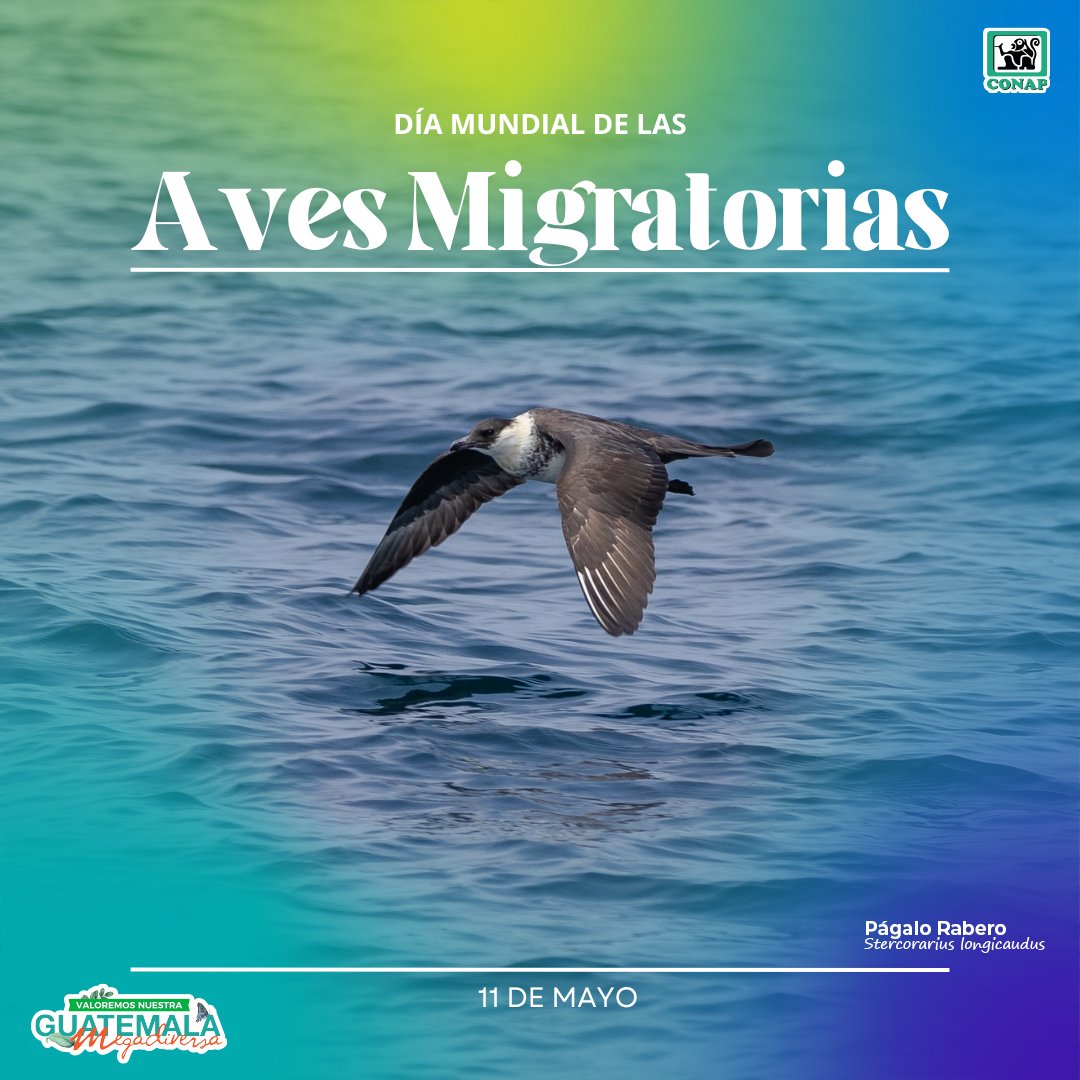 Día Mundial de las Aves Migratorias🕊🦅 #Guatemala 🇬🇹 es ruta de migración de cientos de miles de aves que encuentran un refugio temporal en nuestro territorio para poder descansar y alimentarse. ¡Las aves conectan nuestro mundo 🌎!. ¡Valoremos nuestra #GuatemalaMegadiversa!