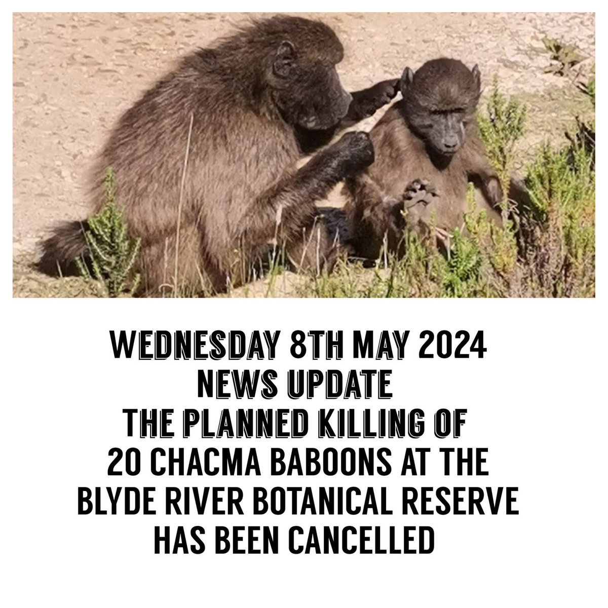 @WAPFSA has been reliably informed that the planned killing of 20 baboons at the #BlydeRiverBotanicalReserve has been cancelled. We would like to thank @BarbaraCreecy_ @LimpopoLEDET @OtpLimpopo and WAPFSA member organisations and their supporters. @Netwerk24
