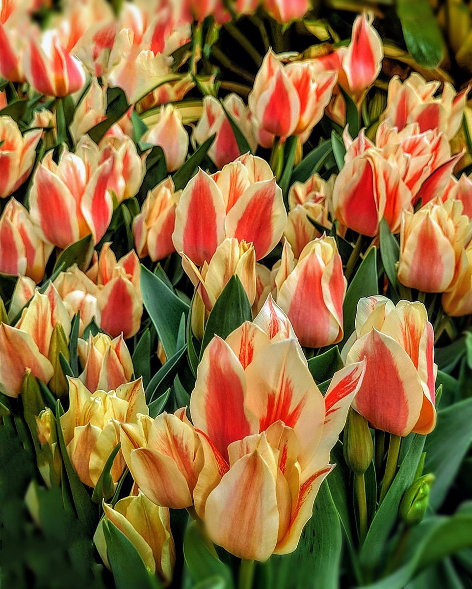 Tulip 'Quebec' is uniquely beautiful with her shapely flowers! Love the striking rosy red petals with creamy canary yellow edging! ❤️💛❤️💛❤️ destinationcharming.com #flowers #garden #tulips