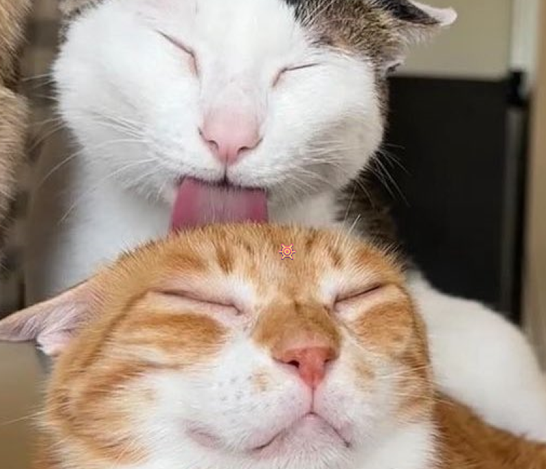BraincellGame's tweet photo. @catshouldnt if you look closely

you can see it 😻 https://t.co/Ig6hece2Om