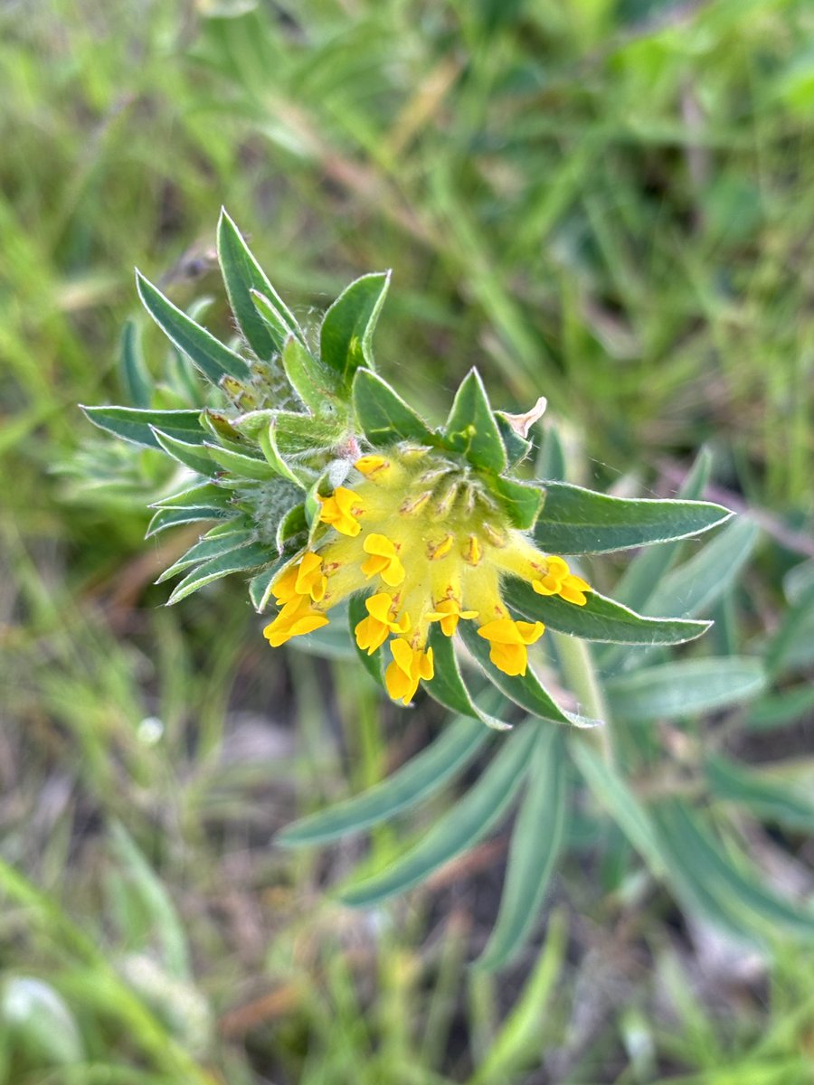 Love Kidney Vetch 💛
Wondklaver (Anthyllis vulneraria)
Fabaceae family. 
#StreetBotany
#WildflowerHourNL