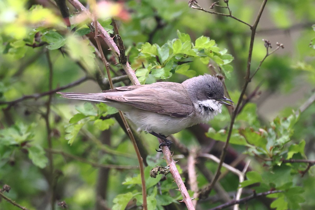 Lesser Whitethroat, Northumberland. An unobtrusive species, always a delight to hear sing with the quiet warble, followed by a final flourish.