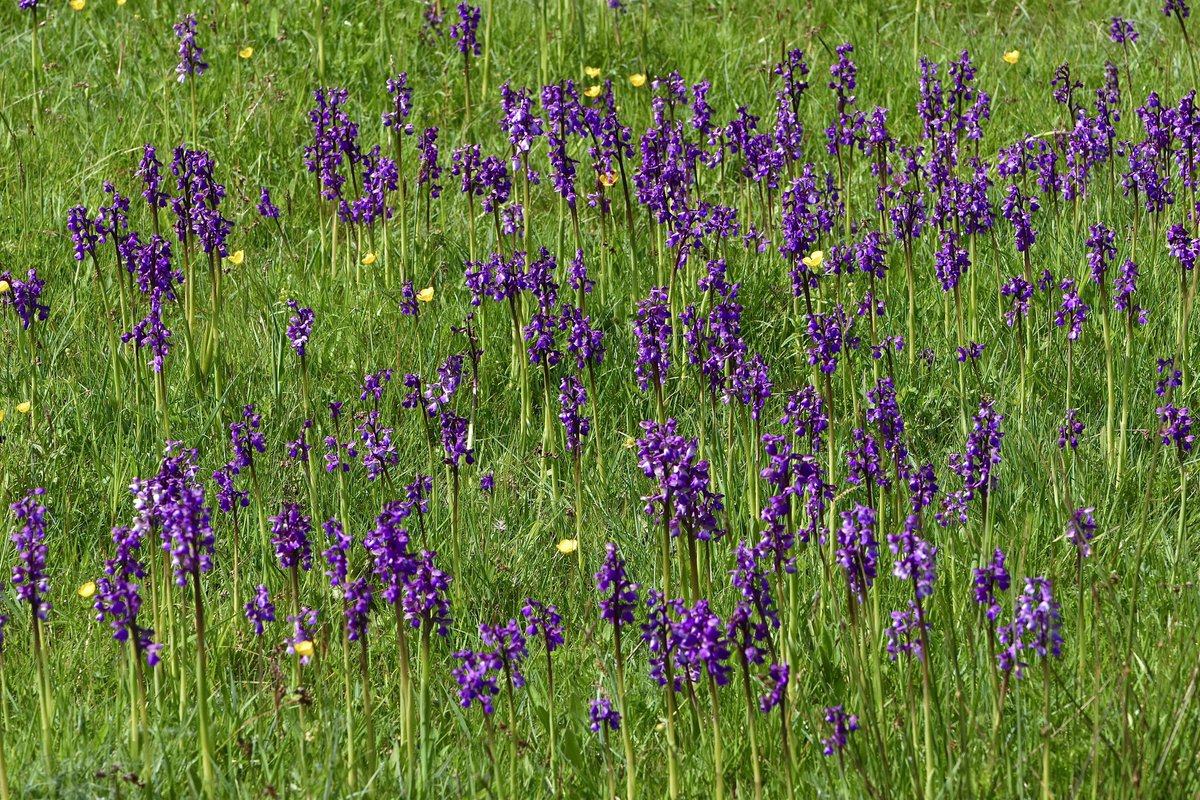 From this morning’s trip to Marden Meadows Nature Reserve, an impressive display of Green-winged Orchids, including several examples of pure white and pink variations, an amazing place. @KentWildlife @ukorchids