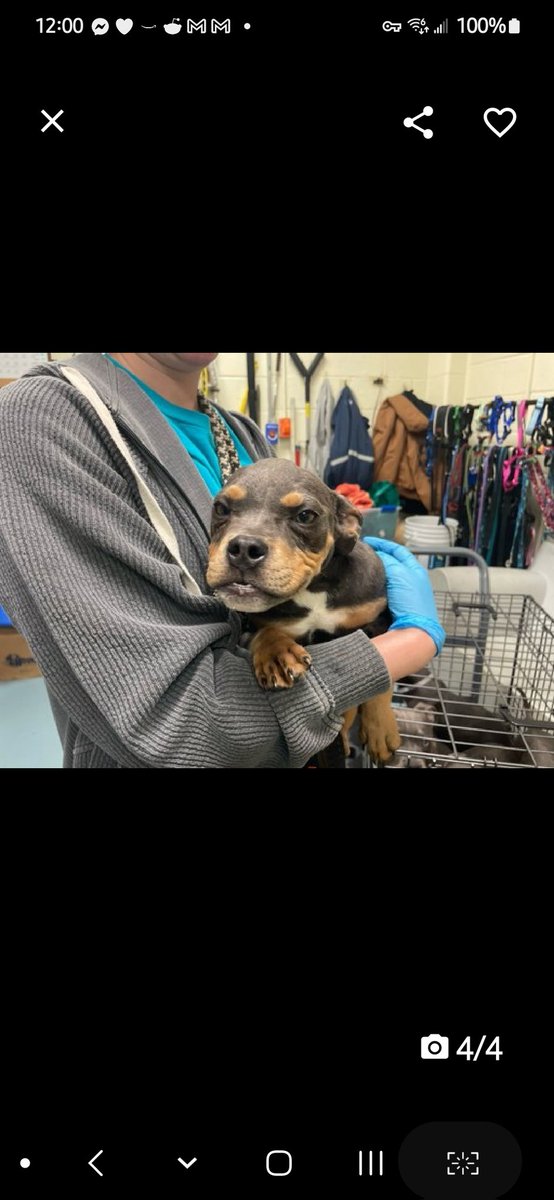 💞Kyrie💞 #NYCACC #NYC ▪️New Intake #199144 5M #Adoptme #RescueMe Adorable precious 5mo puppy! Darling baby girl's history's a mystery! All she wants is 2 b loved! Deserves 0 less! Let's get her out! Needs loving, #Adopter/N.East #Foster, 2 start her life. Pls #pledge 💞Kyrie