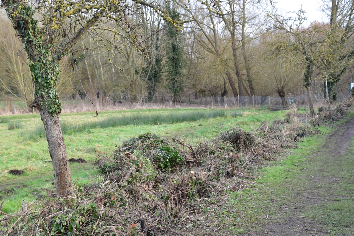 ChilternWoods's tweet photo. Coppiced hawthorn hedge @Cuttle_Brook #Thame on 30 January 2022, same hedge regrowth 5 May 2024. @ThameTC #NationalHedgerowWeek https://t.co/KxPwDxCrIy