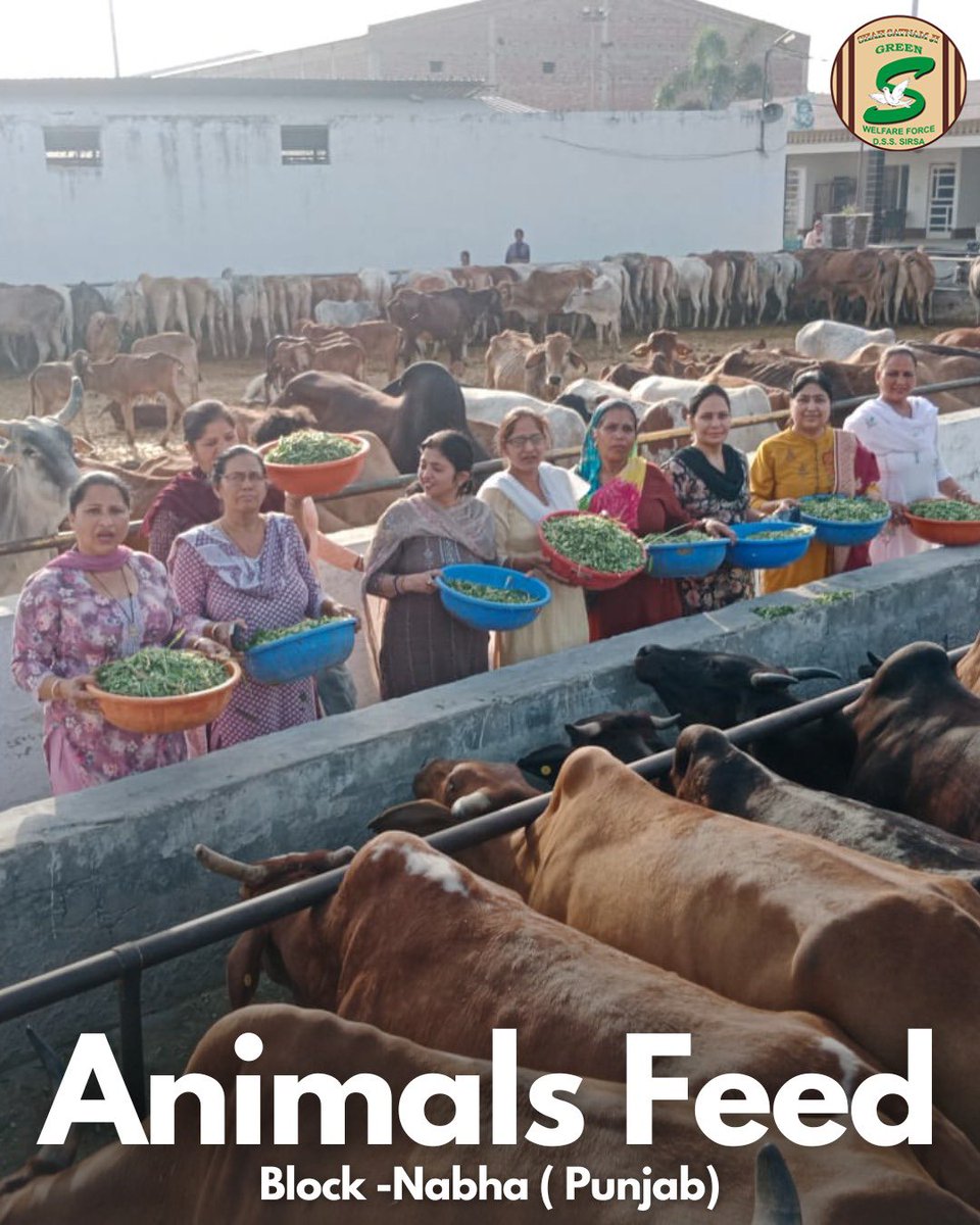 GreenSwelfares's tweet photo. Every small act of compassion counts, especially for those who can't speak up. Shah Satnam Ji Green ’S’ Welfare Force Wing volunteers are shining examples of humanity, showing love to mute creatures like cows🐄. With Revered Saint Dr. MSG's guidance, they're making a real difference. #AnimalWelfare #पालतू_सम्भाल #DeraSachaSauda