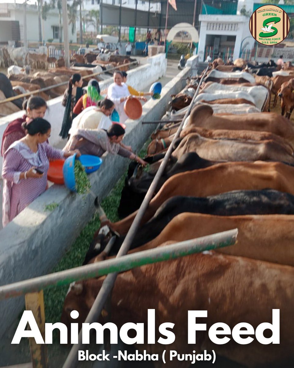 GreenSwelfares's tweet photo. Every small act of compassion counts, especially for those who can't speak up. Shah Satnam Ji Green ’S’ Welfare Force Wing volunteers are shining examples of humanity, showing love to mute creatures like cows🐄. With Revered Saint Dr. MSG's guidance, they're making a real difference. #AnimalWelfare #पालतू_सम्भाल #DeraSachaSauda