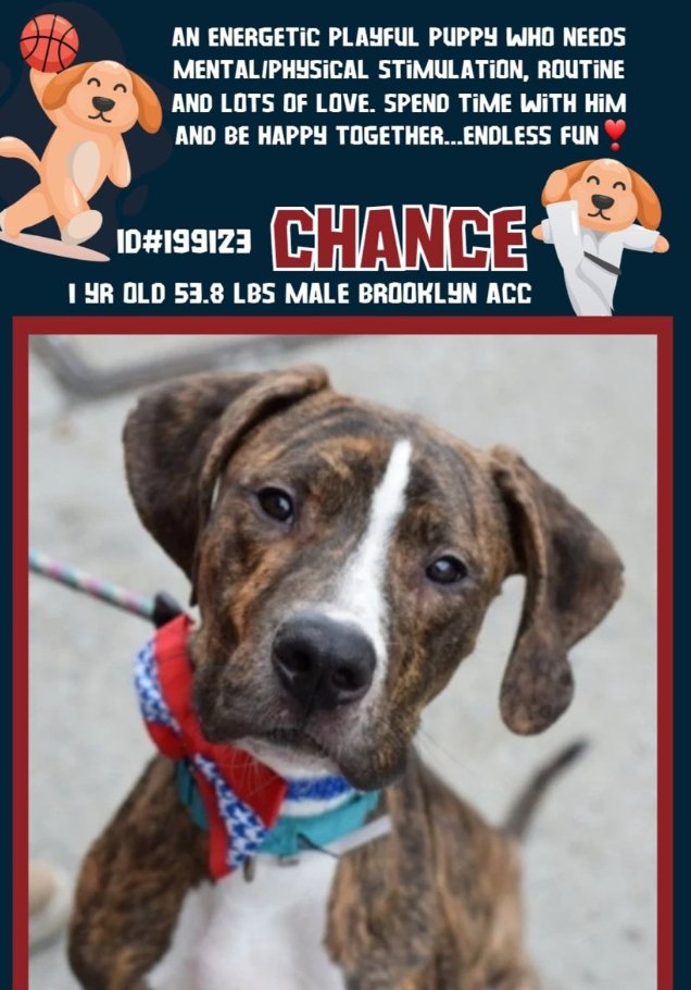 #puppies 
#NYCACC 
New Intakes
Chance nycacc.app/#/browse/199123 
Charlie nycacc.app/#/browse/199124 
#AdoptMe #RescueMe 

#PuppyLove add a pinch of Brindle Magic
Oh my...😍😍😍
Soft, loving, playful & eager to please
Starting their lives
Looking for guidance, security & love