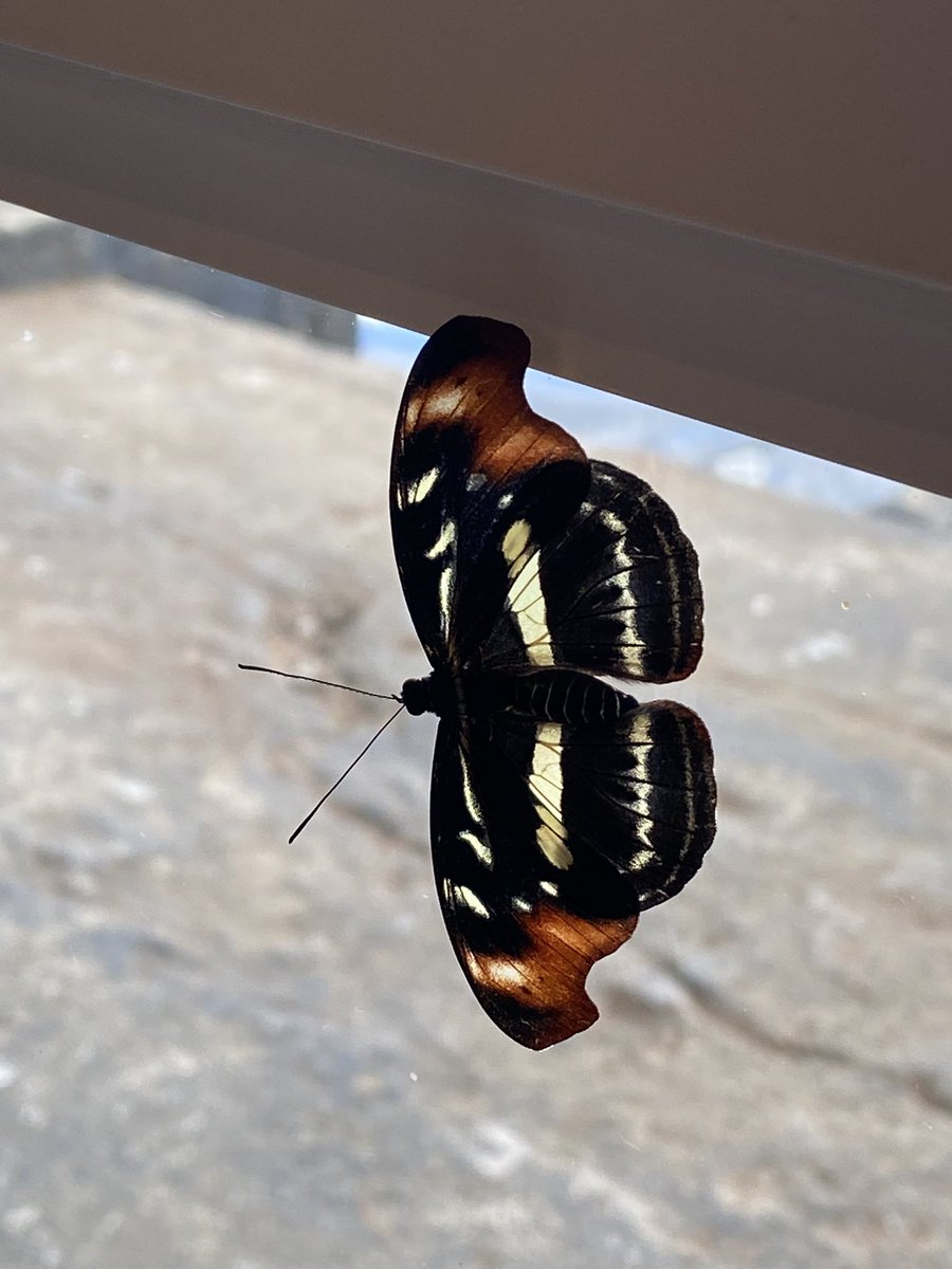 CrisantoMadeus's tweet photo. a beleza de minha amada é tão única e delicada quanto as asas de uma borboleta em seu voo. https://t.co/JhjPCe5VaU