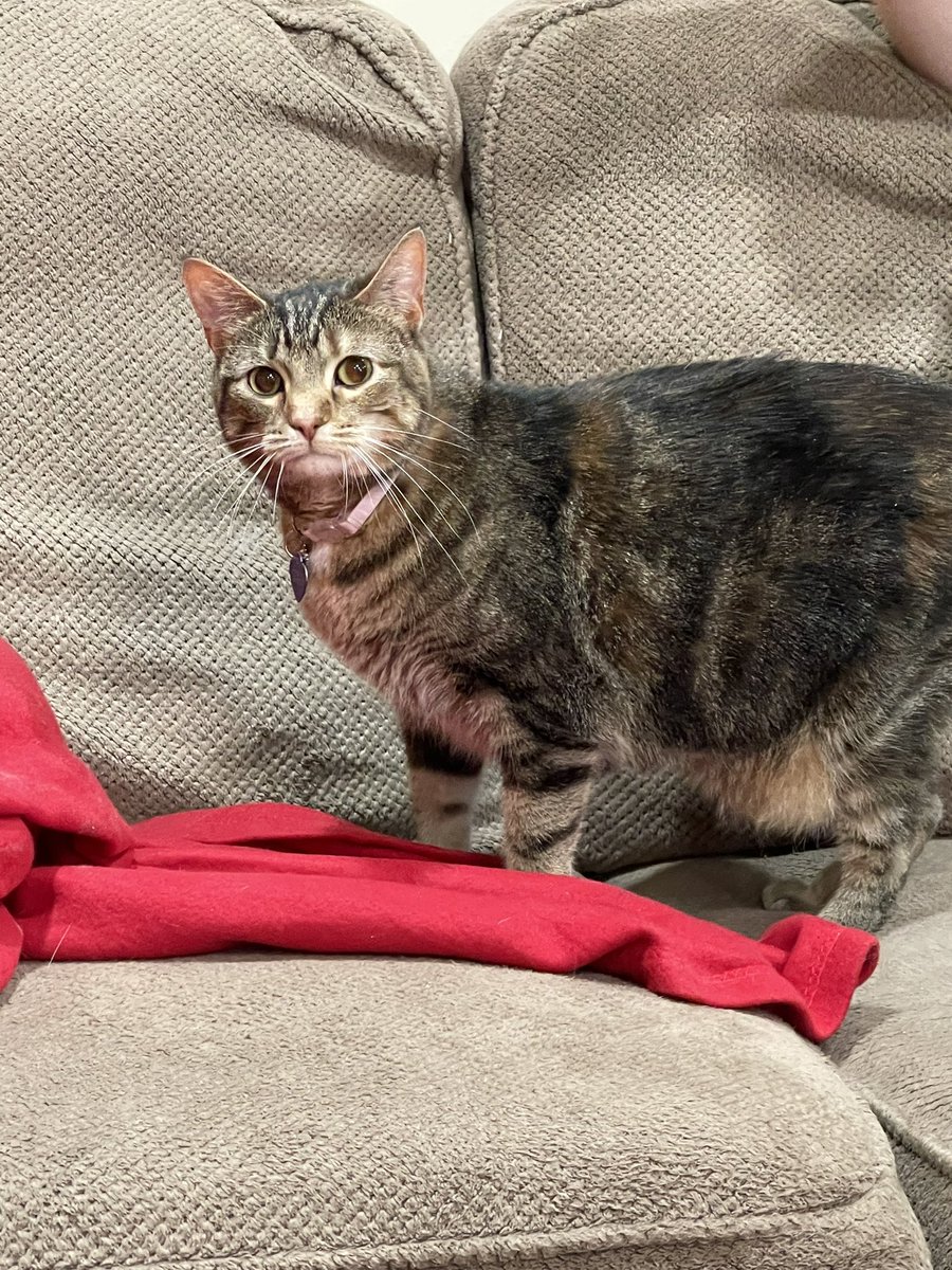 UncleApollovera's tweet photo. Hello all! Friday I return to streaming and I bring with me cats! Help me welcome Ivy and Cheeks to the stream and the world of the internet! Stream will be starting at 5pm CST. Hope to see you there! #cats #twitch #streamer #apollovera #crazyuncle https://t.co/eJiJczL0mb
