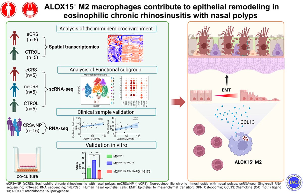 🔬 Researchers investigated the role of ALOX15+ M2 macrophages in the #epithelial remodeling of eosinophilic chronic 👃 #rhinosinusitis with nasal polyps (eCRSwNP).

@jacionline | bit.ly/44v9iK9