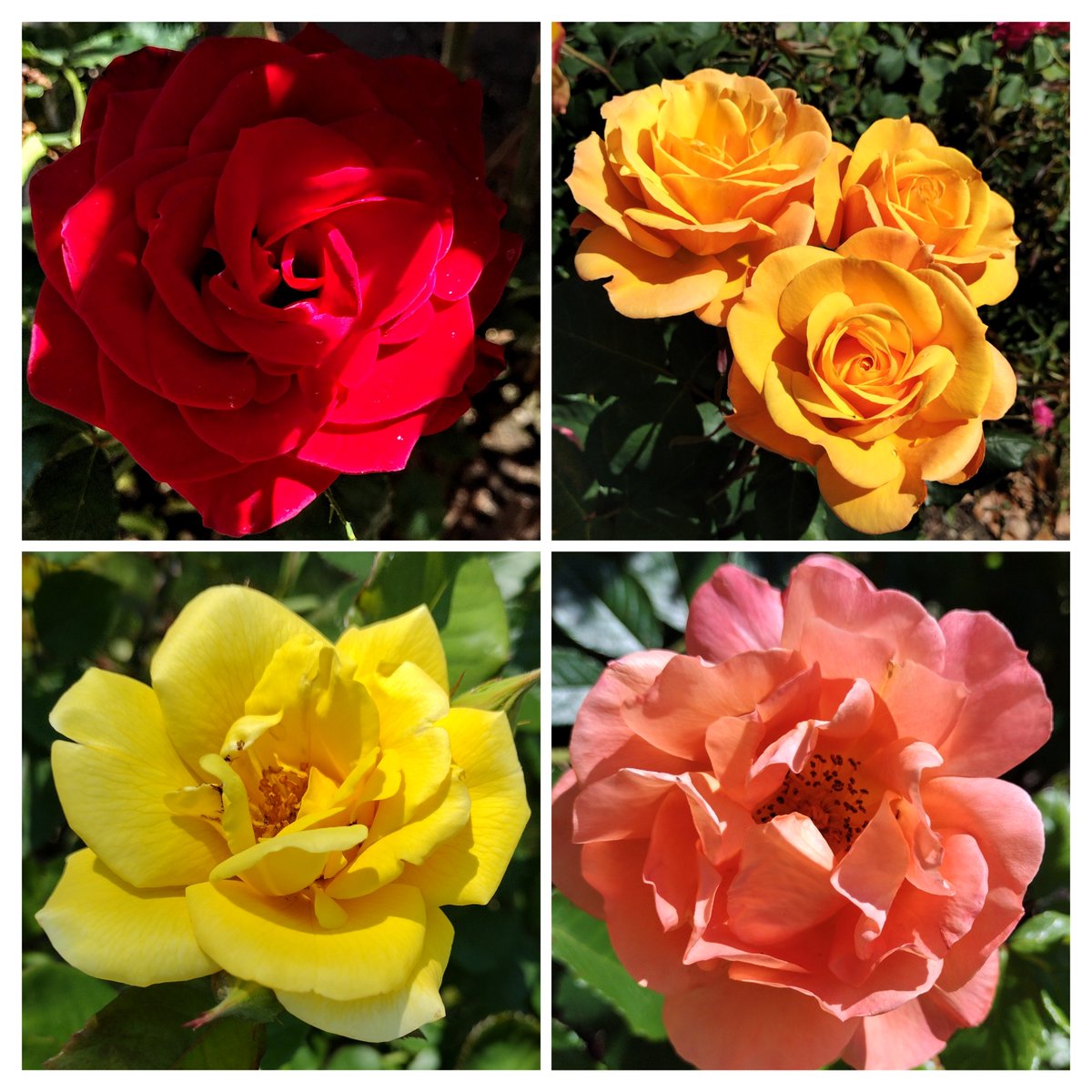 #RoseWednesday #FlowerReport: From San Jose, California over the past few days.