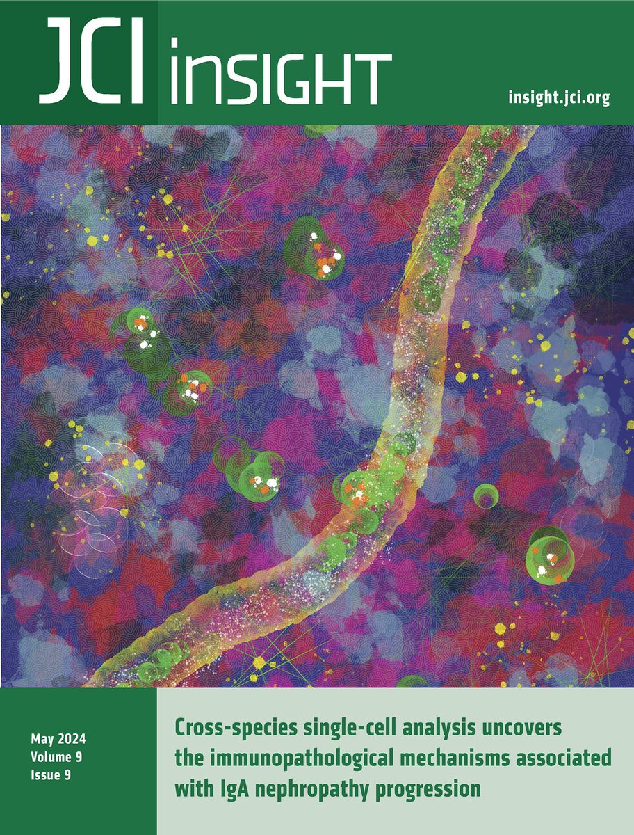 #Cover: Cross-species single-cell analysis uncovers the immunopathological mechanisms associated with IgA nephropathy progression: buff.ly/4a8MG3p #Image: recruitment of bone marrow–derived immune cells, especially macrophages, that infiltrate into kidney tissue.