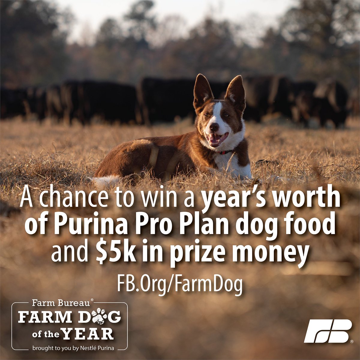 Is your four-legged farmhand the ultimate farm companion? @farmbureau is accepting nominations for its Farm Dog of the Year contest. ⬇️ 🐾 fb.org/initiative/far… #IowaAg #Farming #Agriculture #FarmLife #FarmDog #AgTwitter