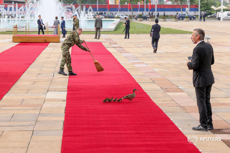 Ducks walk across the red carpet ahead of a meeting between Serbian President Aleksandar Vucic and Chinese President Xi Jinping as part of the Chinese President's two-day state visit, in Belgrade, Serbia reut.rs/3yb97rp 📷 Zorana Jevtic