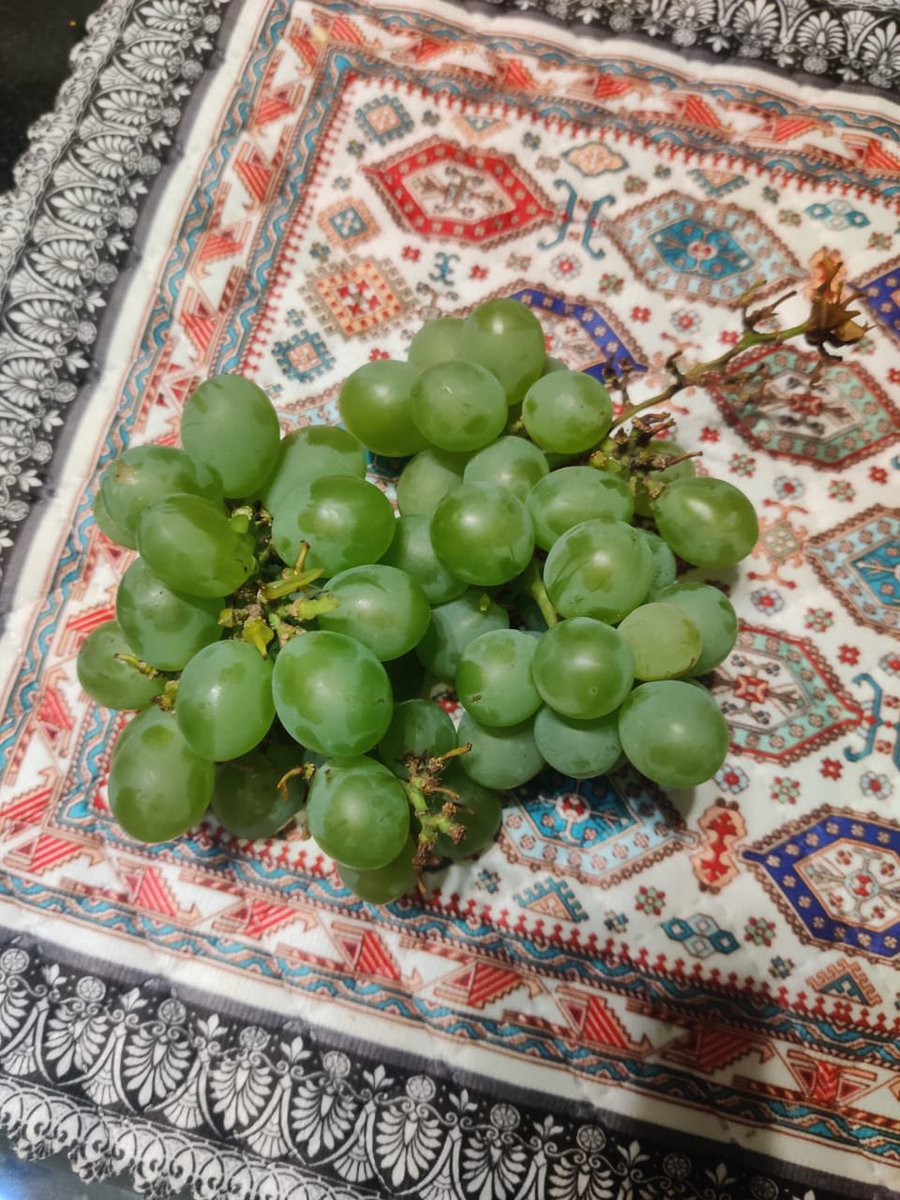 From our garden ❤️in #Bhubaneswar: Fresh, sweet organic grapes 🍇! A testament to the changing climate and my better half’s ❤️dedication to sustainable gardening. Who would've thought grapes could thrive here? #ClimateChange 😉🤔#OrganicFarming 🪴#MyGardenMyLife 👩‍🌾