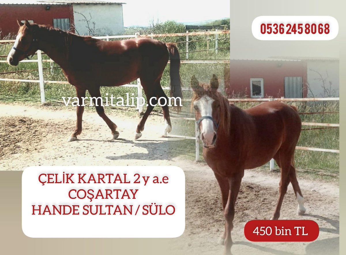 #varmitalip #İdmanda #KoşanAtlar #TercihliKısraklar #GebeKısraklar #ArapTaylar #İngilizTaylar #Yearling #ArabianHorses #Stallion 05362458068 @varmitalip