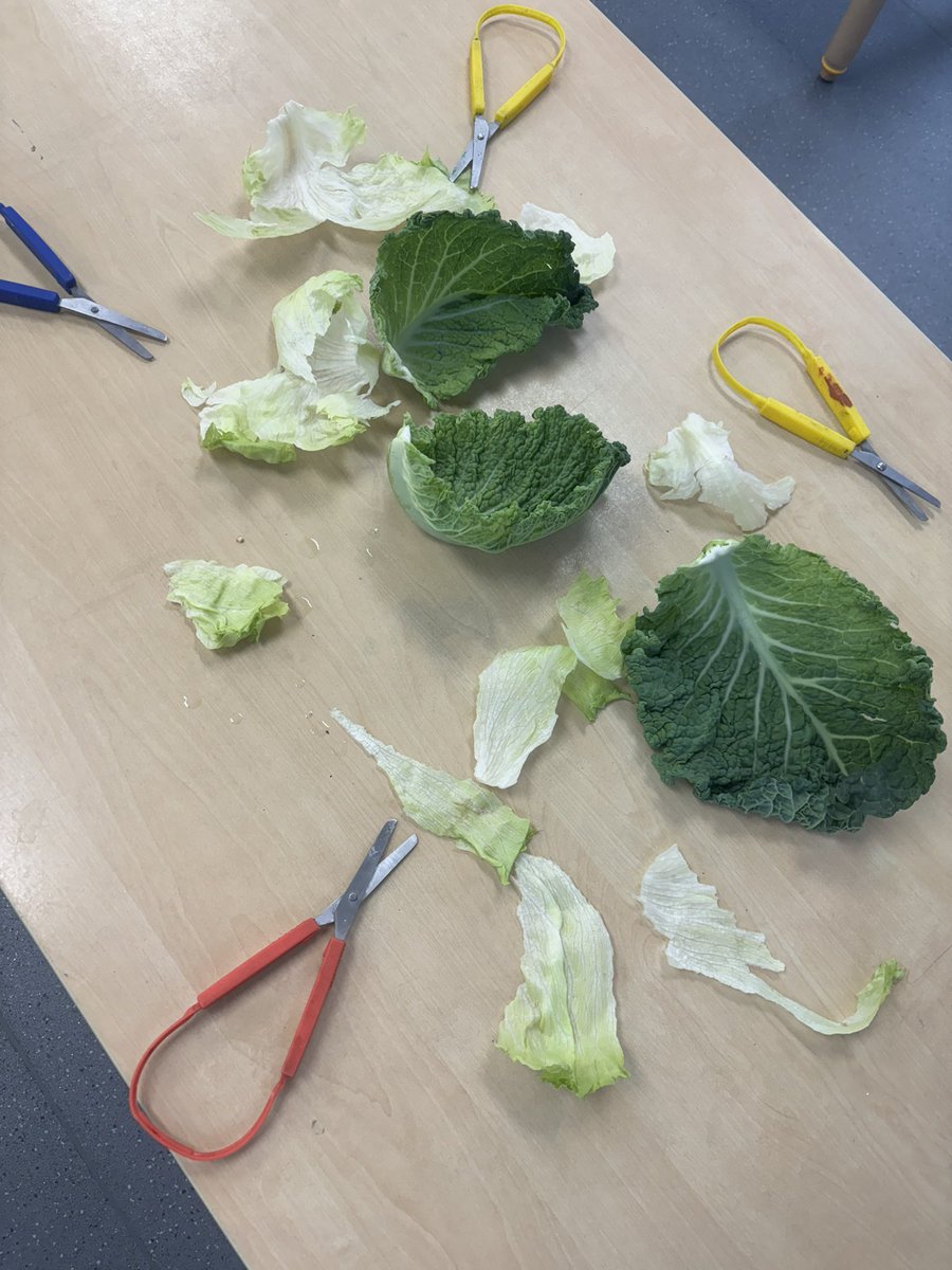 Our children have enjoyed using snips to make marks in cabbage leaves today! #EarlyYears #FineMotor #Cutting
