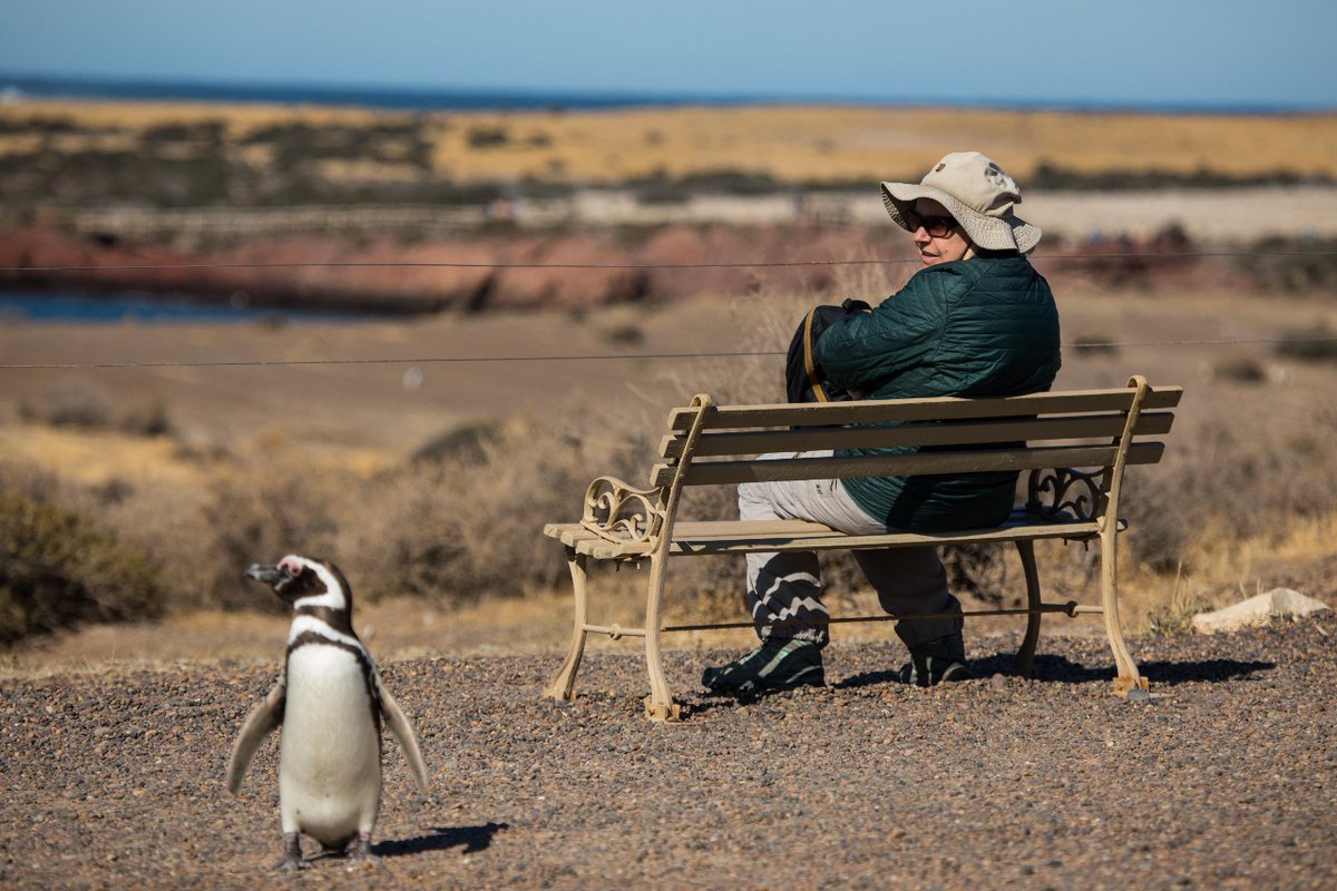 MinTuryAP's tweet photo. Con importantes avances en sostenibilidad, Chubut registró una temporada récord en el ANP Punta Tombo 🐧

Más info. en https://t.co/dsKQ0tbGJ9 https://t.co/n2ZeiAUMw0