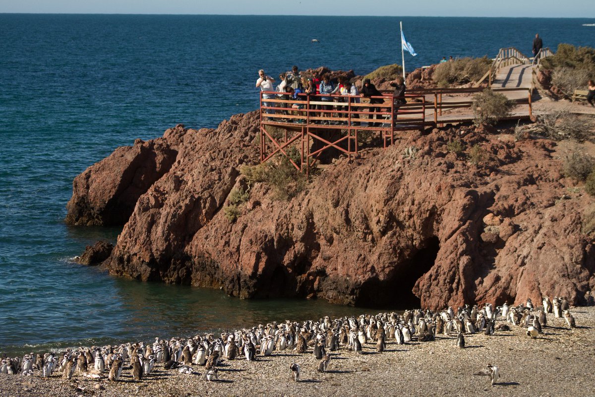 MinTuryAP's tweet photo. Con importantes avances en sostenibilidad, Chubut registró una temporada récord en el ANP Punta Tombo 🐧

Más info. en https://t.co/dsKQ0tbGJ9 https://t.co/n2ZeiAUMw0