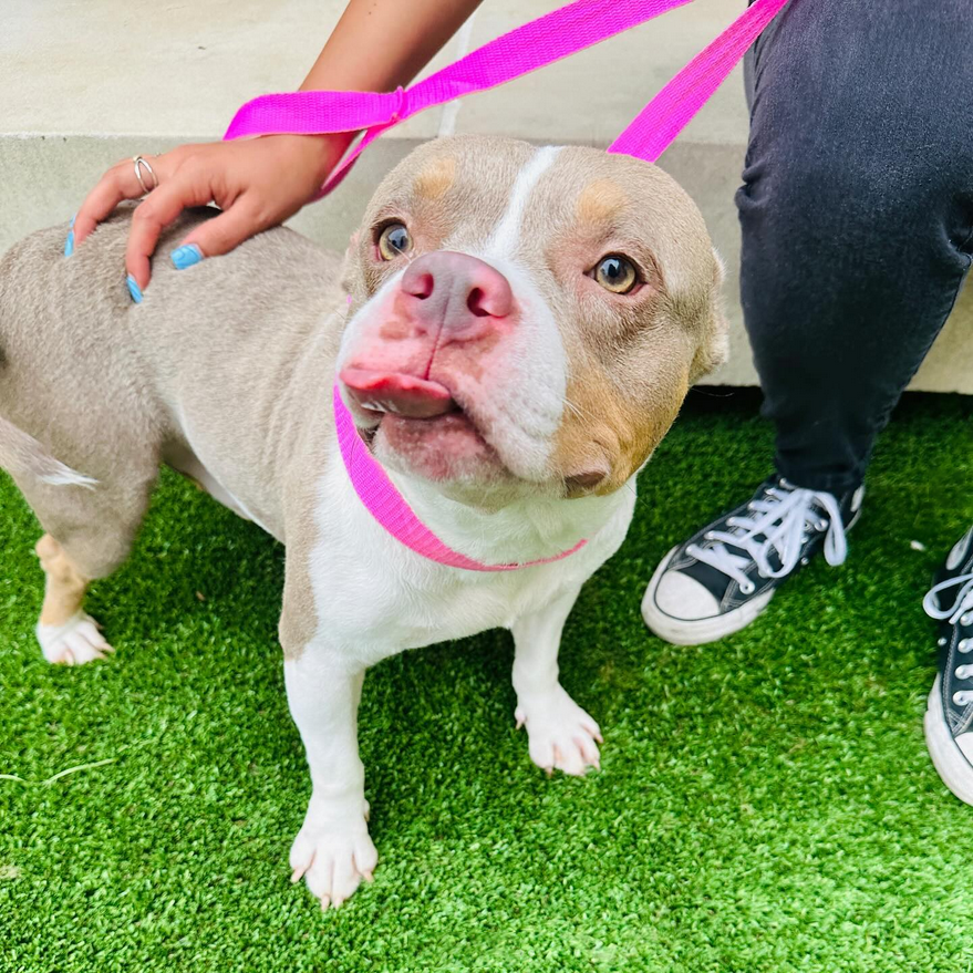 sahumane's tweet photo. Isn’t Nandor the cutest?? 🥹😍 This 2-yr-old mini Staffordshire Terrier mix is ready to go home with you! He is such a sweetheart who loves to be around people &amp; can’t wait to be your new best friend &amp; would be great for any family. 💖 Come meet Nandor today! https://t.co/HEiaV06Lg2