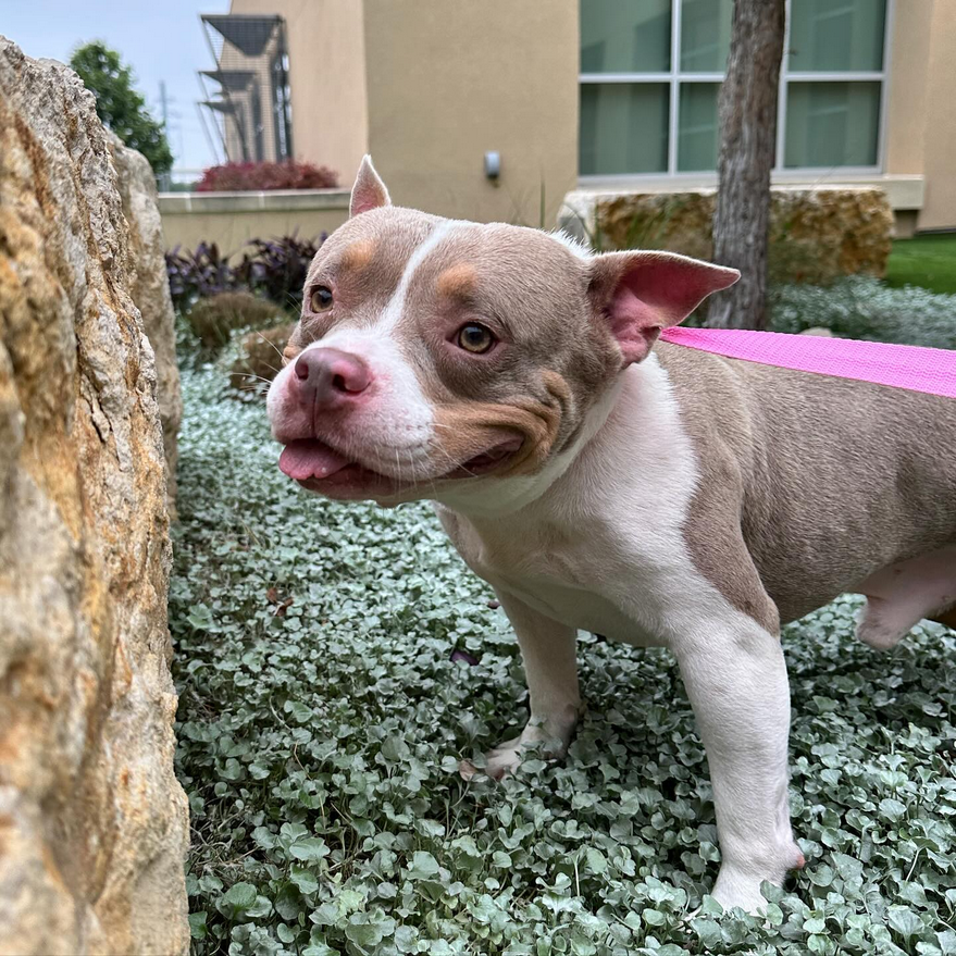 sahumane's tweet photo. Isn’t Nandor the cutest?? 🥹😍 This 2-yr-old mini Staffordshire Terrier mix is ready to go home with you! He is such a sweetheart who loves to be around people &amp; can’t wait to be your new best friend &amp; would be great for any family. 💖 Come meet Nandor today! https://t.co/HEiaV06Lg2