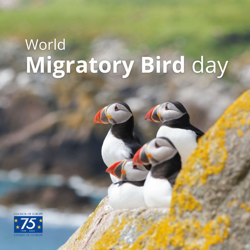 🌍🐦 Happy World Migratory Bird Day! Today, we celebrate the incredible journey of migratory birds, who traverse thousands of miles with the changing seasons. Let’s pledge to protect their habitats and ensure safe skies for their voyages. @CoE_Environment #BernConvention