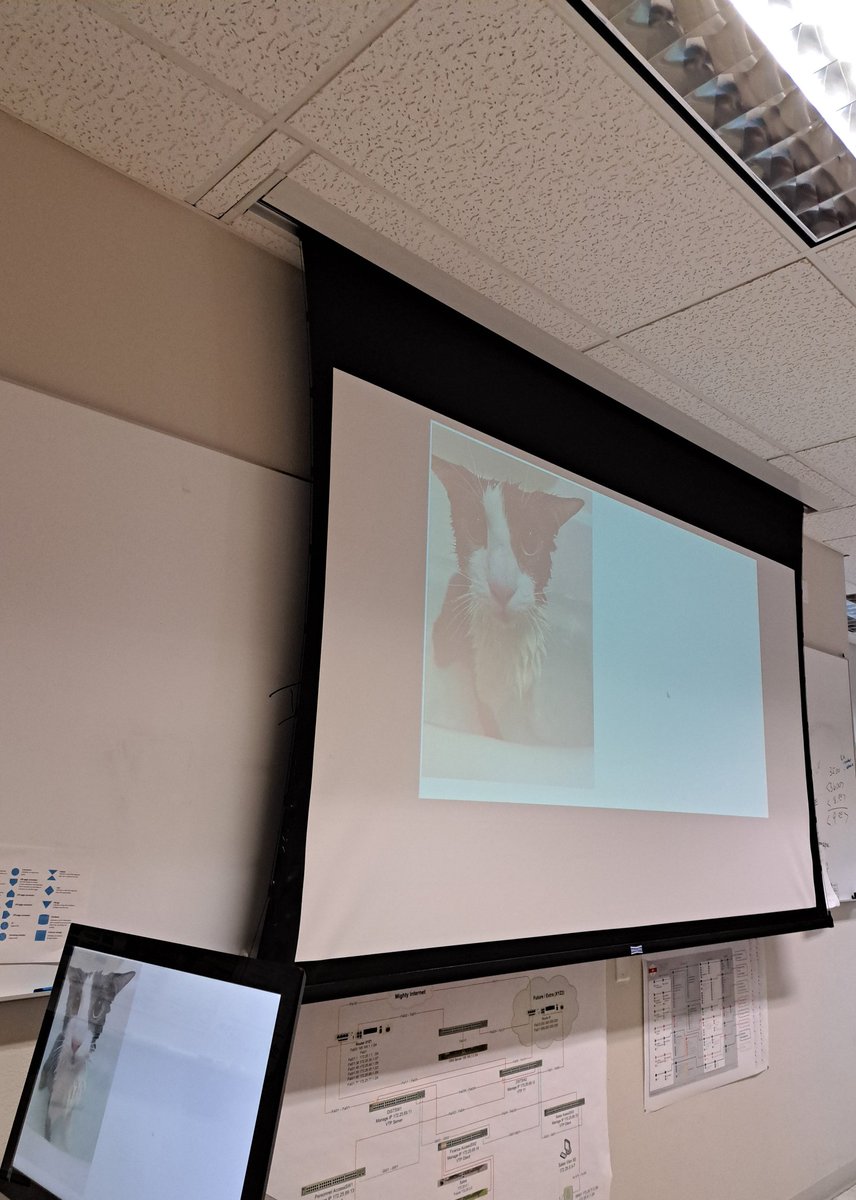 BroPosting_'s tweet image. What's bro doing on our projector? @ssoggycat