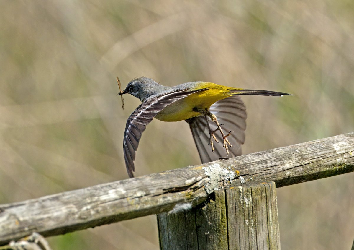 Cracking afternoon at @greenwicheco catching a Grey Wagtail catching........... insects.
