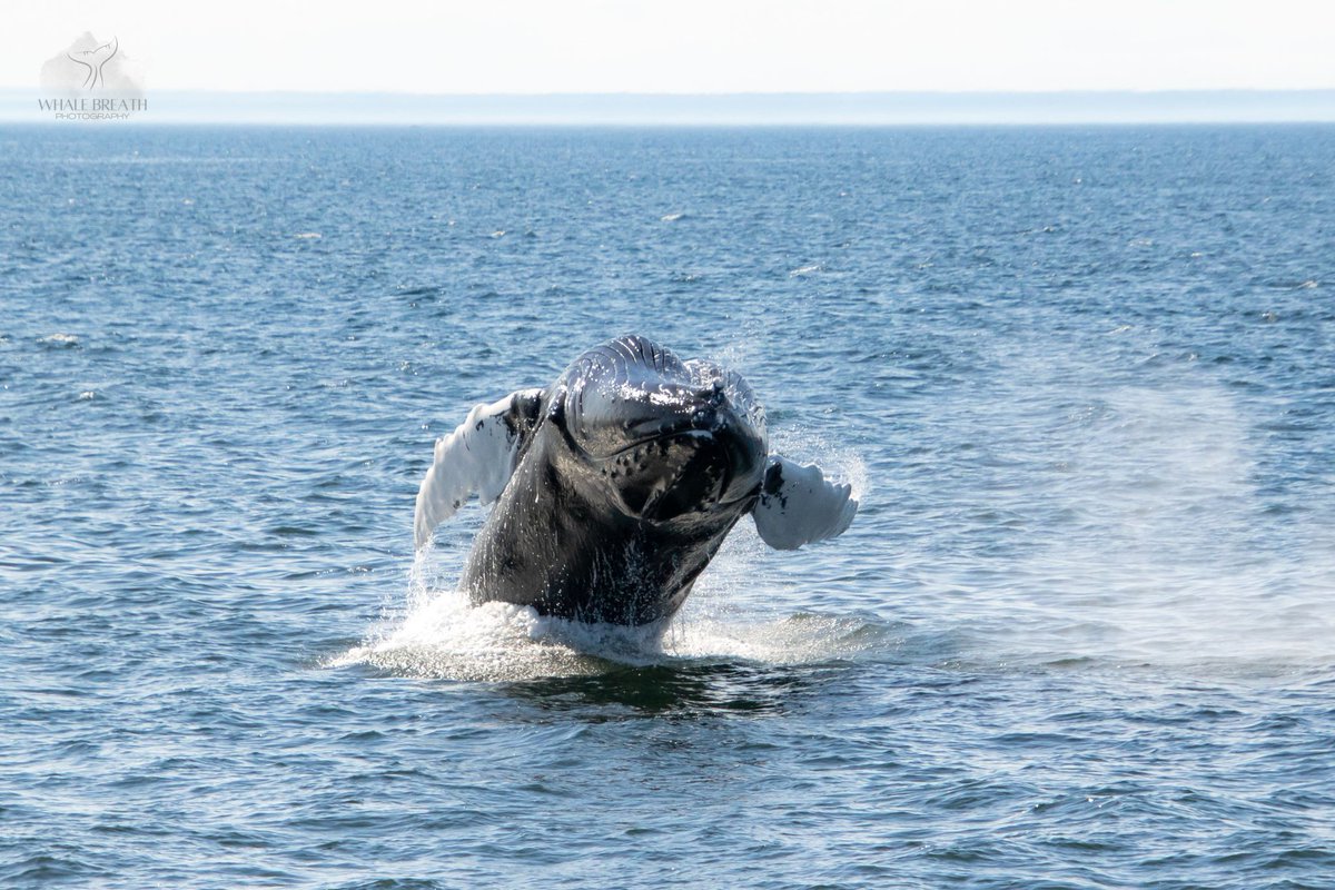 Lobtailing and Breaches from Patches. Read the full story here: buff.ly/3pGgfaS
Photo by Mandy
#WhaleTales