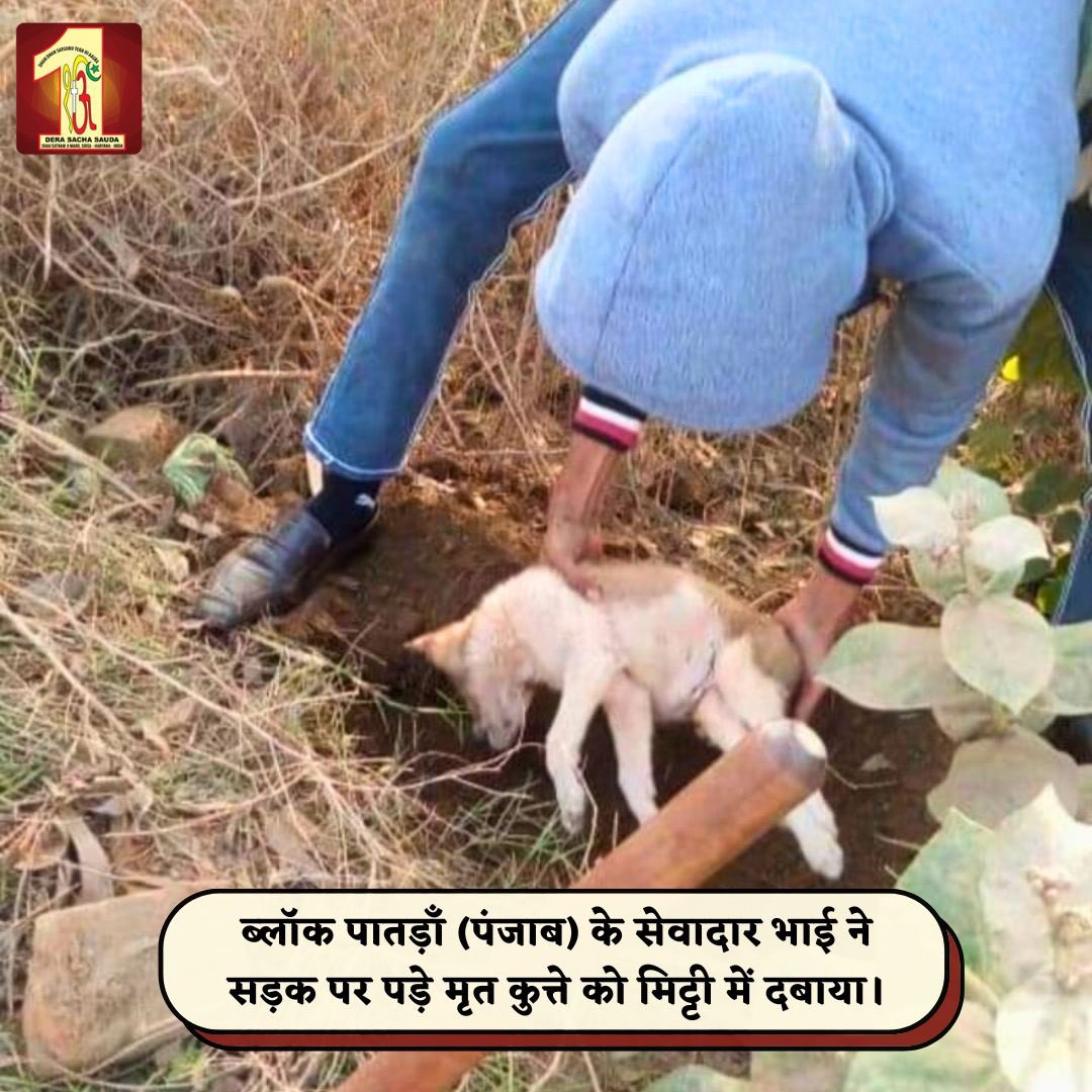 Dera Sacha Sauda volunteers from Dhanaula & Patran, Punjab, with immense kindness, ensured road safety by respectfully picking up and burying a deceased dog🐕. Their compassionate actions reflect deep community care. #Punjab #RoadSafety #AnimalWelfare #DeraSachaSauda