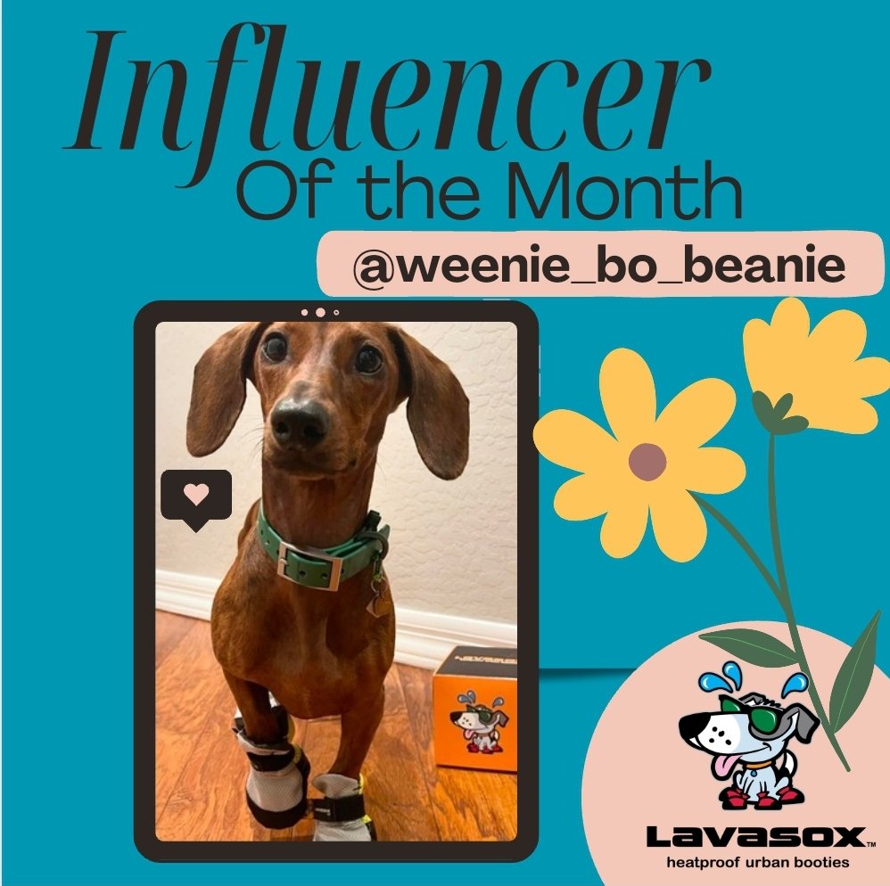 Congratulations to @weenie_bo_beanie on being the May Influencer of the Month! Follow Weenie Bo Beanie on Instagram for a special discount code to save 20% this month. #chicagodogwalking #chicagomade #chicagodogs #chicago #goldendoodle #goldendoodlesofinstagram
