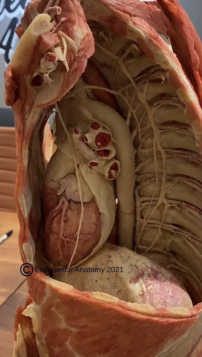 Biology1802's tweet photo. 🫀
#التشريح_البشري https://t.co/Np5ELZLkTZ