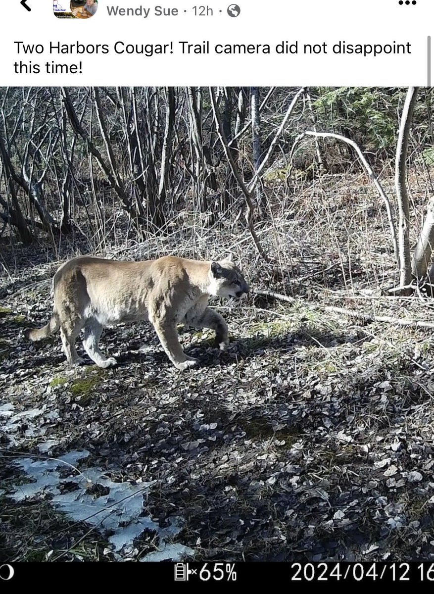 Not my photo, but a Two Harbors trail cam picked up this hefty mountain lion recently! 😱