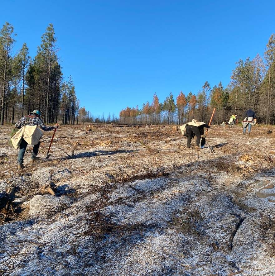 Over 150,000 trees planted in California's Eldorado National Forest 💪 In 2021 the Caldor Fire blazed across thousands of acres and consumed untold numbers of trees in nearby communities. Years later, recovery efforts are still underway to bring new life to the burn scar.