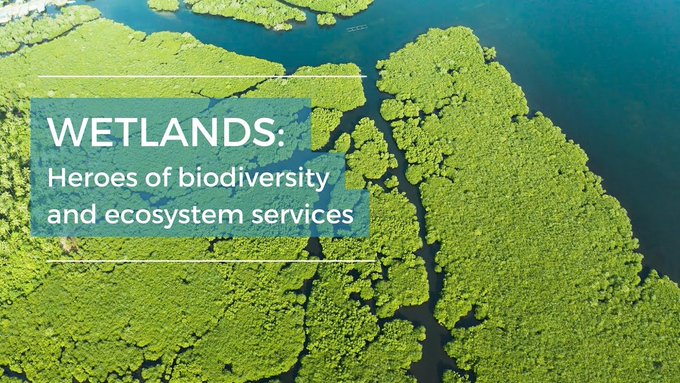 Wetlands are multifaceted superheroes that sequester carbon, 🌎 protect coasts, 🌊 support livelihoods 🌿 and provide habitats for a huge proportion of global biodiversity. 🐦🐟🌱

Action for wetlands cannot wait. 🚨
ow.ly/lAo150QjhAJ via @BESNet_UNDP