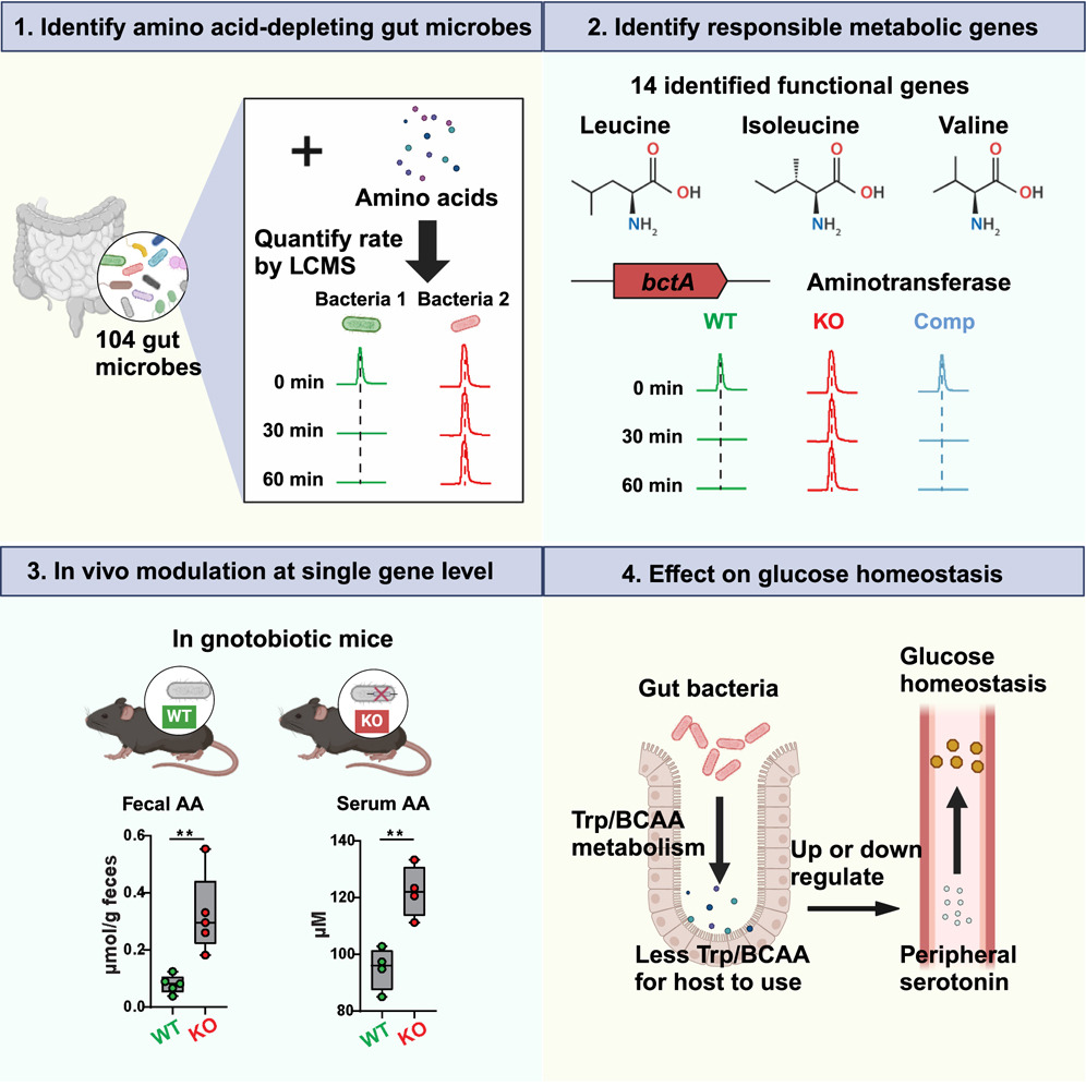 Featured Article: Microbiota metabolism of amino acids Gut microbes &metabolic genes deplete amino acids, affecting host AA homeostasis. ie, #microbiota genes in branched-chain amino acid & tryptophan depletion regulate glucose tolerance @GuoGroupWCM cell.com/cell-host-micr…