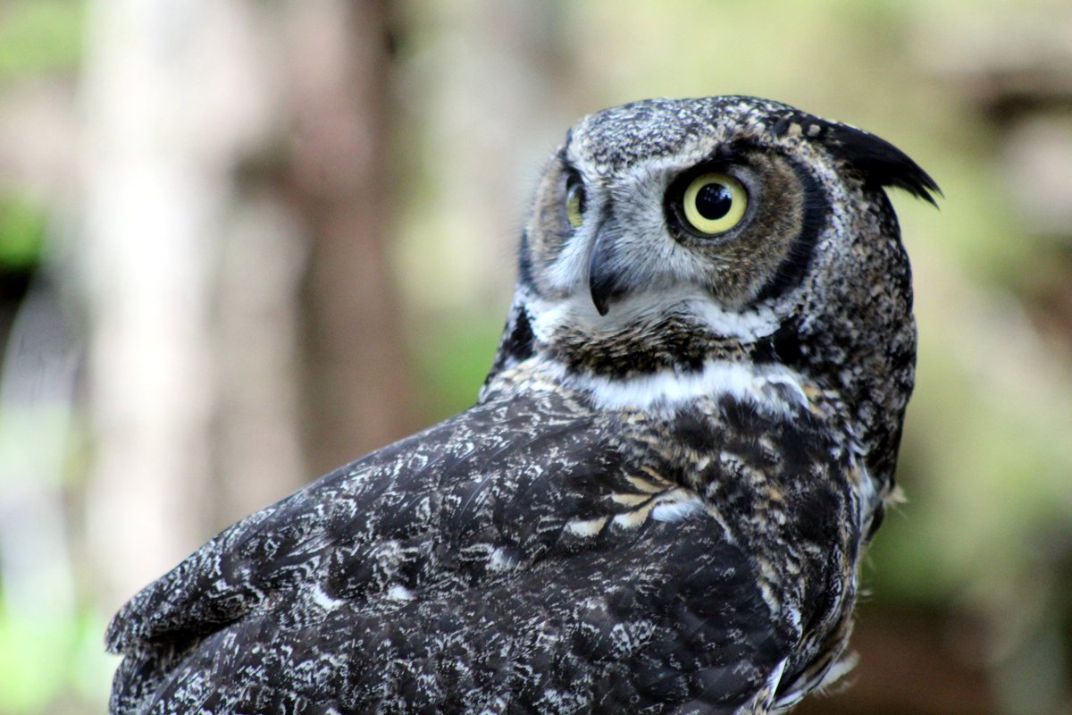 Owlison, a Great Horned Owl and Raptor-in-Residence here at the Alaska Raptor Center, proudly displaying her facial disc, a concave set of feathers around her face and eyes. This unique dish-like shape directing sounds towards the owl's ears #FacialDisc #AcousticWonders